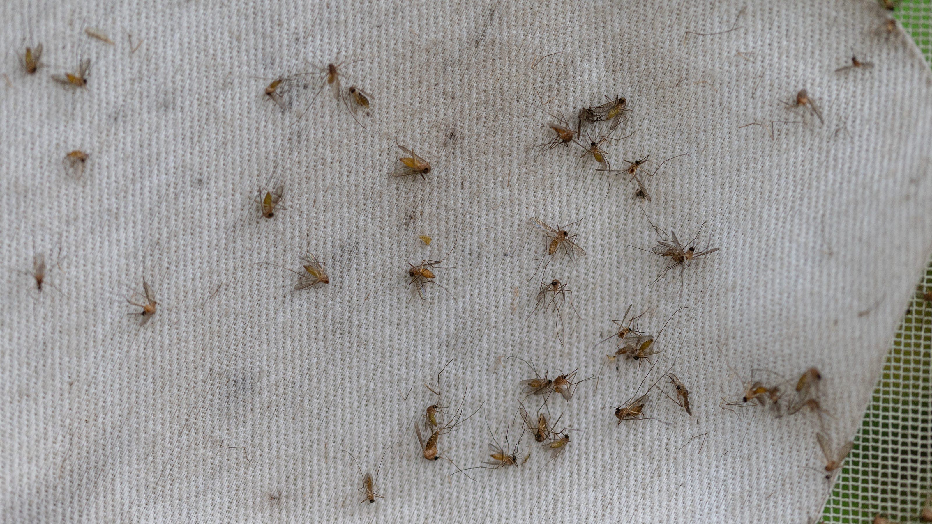 Roscommon County Resident Tests Positive for Eastern Equine Encephalitis, Michigan's First Case Since 2021